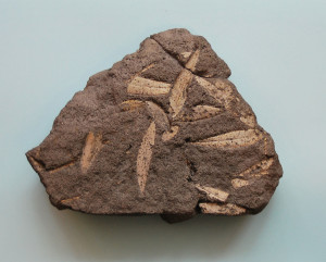 olive leaf fossil