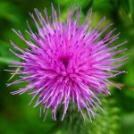 milk-thistle-flower