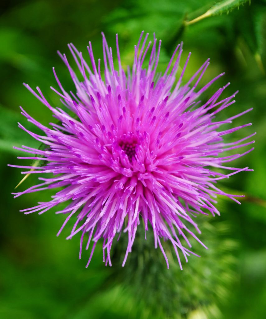 Milk Thistle Flower